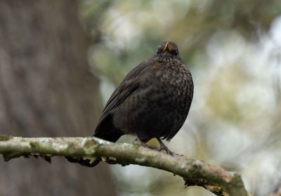 Close-up of bird perching on branch