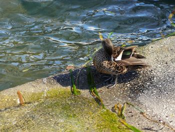 High angle view of turtle swimming in lake