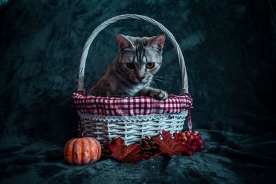 Portrait of cat sitting in basket