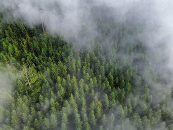 Scenic view of forest against sky