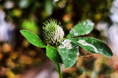 Close-up of plant growing outdoors