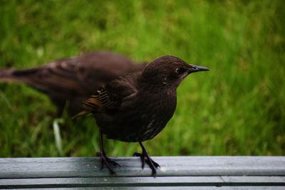 Close-up of bird perching on railing