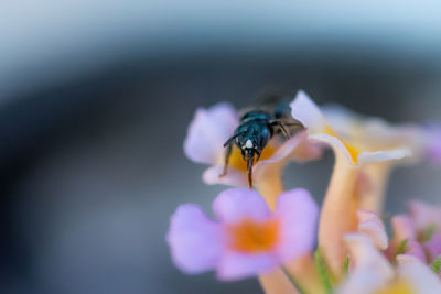 Close-up of insect on purple flower