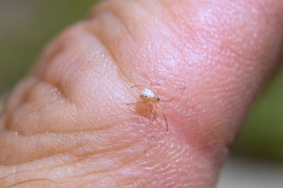 Close-up of insect on hand