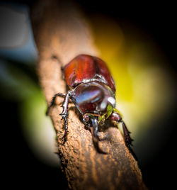 Close-up of insect