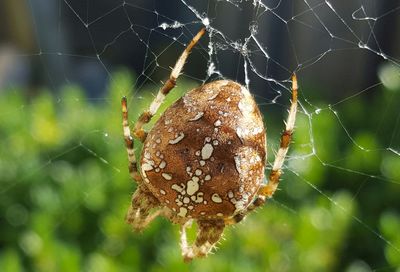 Close-up of spider and web against blurred background