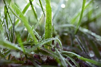 Close-up of grass growing in field