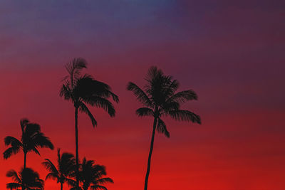palm tree