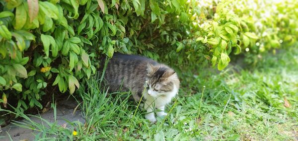 Cat looking away on field