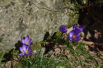 Close-up of purple crocus flowers on field