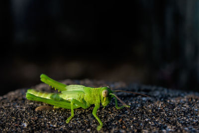 Close-up of insect on leaf