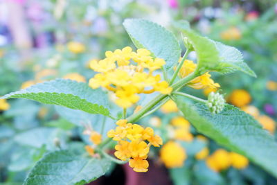 Close-up of yellow flowers