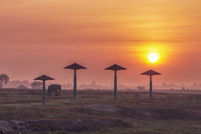 Scenic view, silhouette of elephant and field against sky during sunset at way kambas, lampung