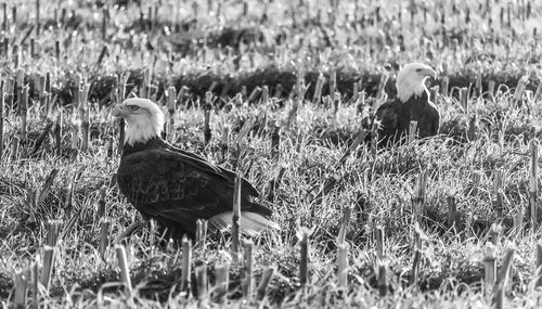 Side view of birds on field