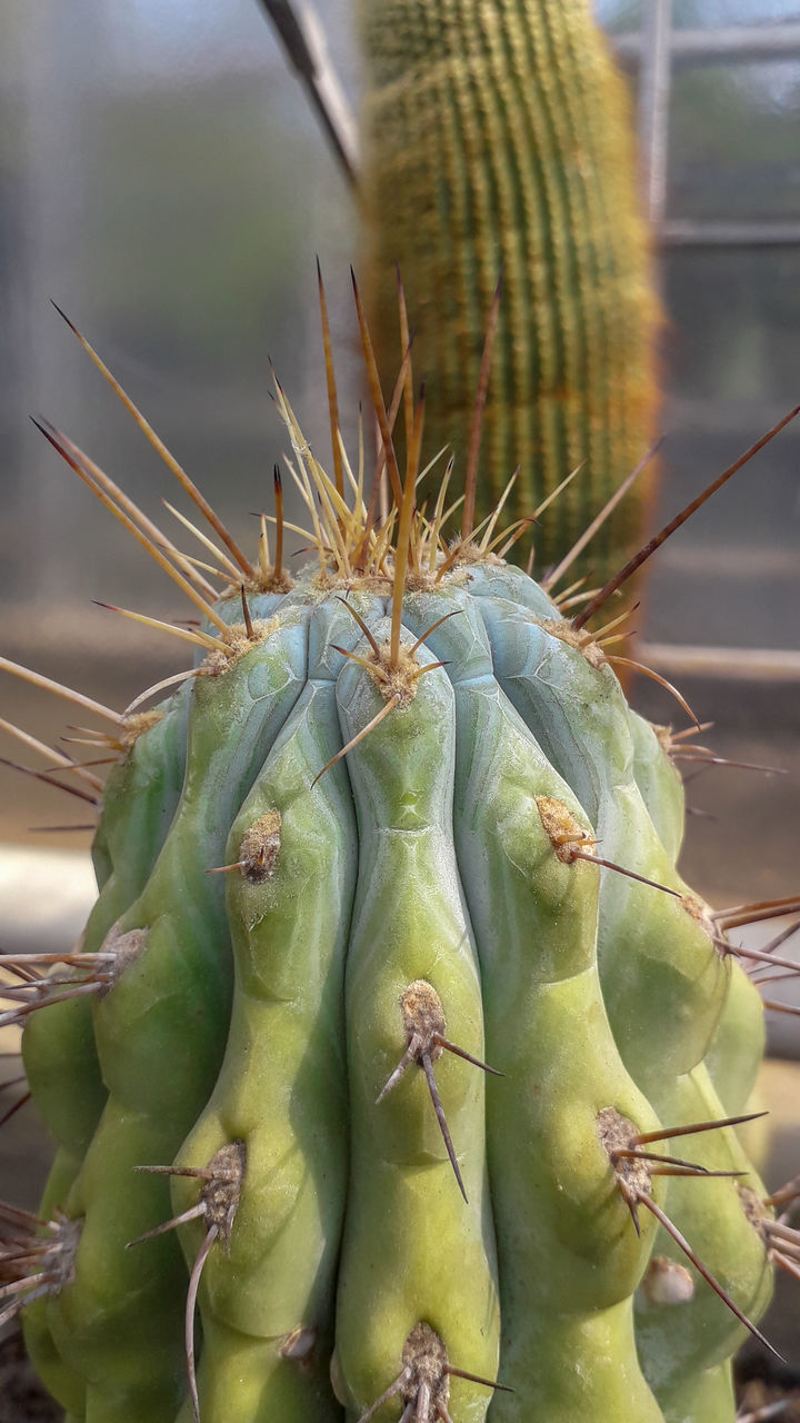 CLOSE-UP OF SUCCULENT CACTUS