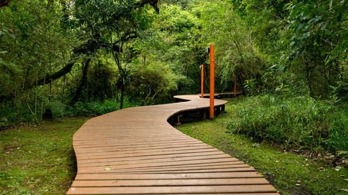 Footpath amidst trees in garden