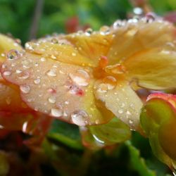 Close-up of water drops on leaf