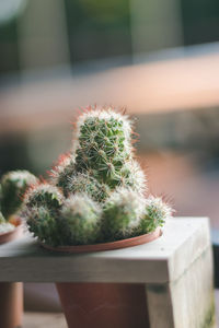 Close-up of cactus plant in pot