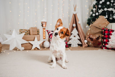 Funny adorable jack russell dog indoor in front of christmas decoration at home