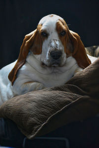 Close-up portrait of dog relaxing on bed in darkroom 