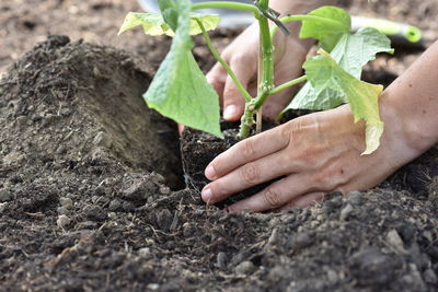 Plant hands earth cucumber tomatoes garden ecology bio