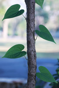 Close-up of green leaves on plant