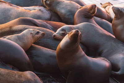 Group of harbour seals