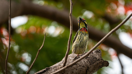 Close-up of bird perching on a tree