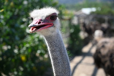 Close-up portrait of an ostrich 