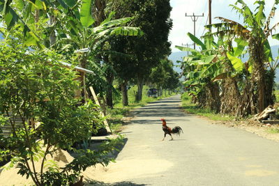 Rear view of dog on road amidst trees