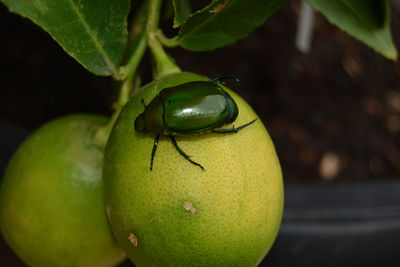 Close-up of fruit