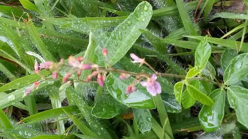 Close-up of wet spider web on plant