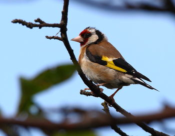 Close-up of finch perching on tree