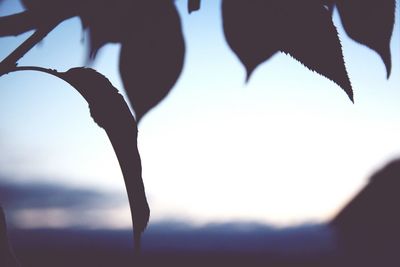 Close-up of leaves on twig