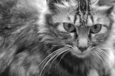domestic cat
