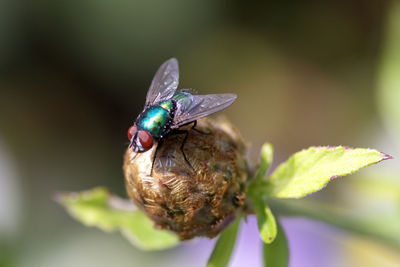 Close-up of fly on flower