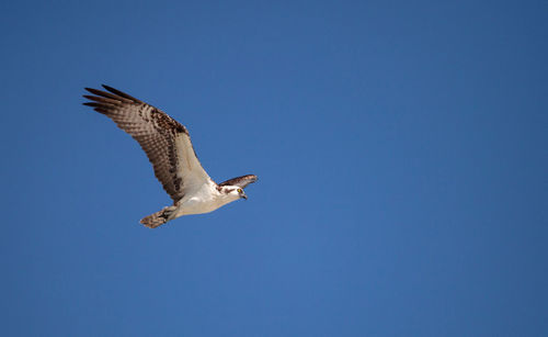 Osprey spreads its wings to fly across a blue sky.