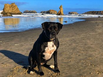 Portrait of dog on beach