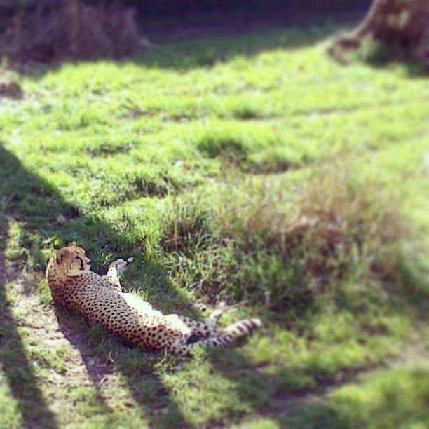 animal themes, animals in the wild, one animal, wildlife, grass, green color, field, nature, selective focus, focus on foreground, growth, sunlight, plant, grassy, forest, outdoors, day, high angle view, no people, mammal