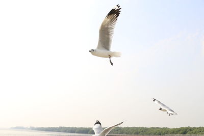 Seagulls flying in the sky