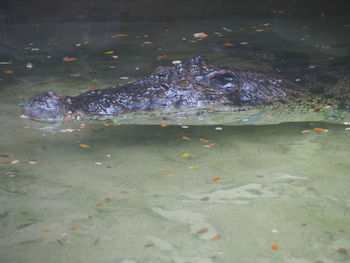 Close-up of crocodile swimming in water