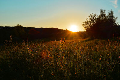 Scenic view of grassy field against sky at sunset