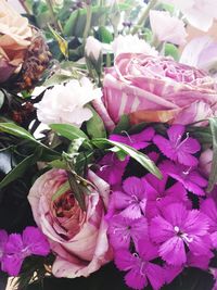 Close-up of pink roses