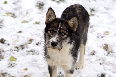 Portrait of dog on snow