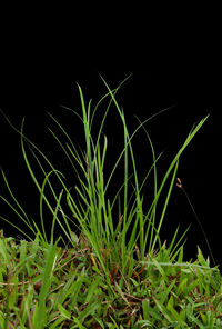 Close-up of fresh green grass against black background