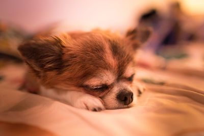 Close-up of dog sleeping on bed at home