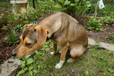 Close-up of dog