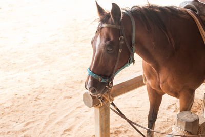 Horse standing on land