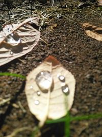 Close-up of water drops on leaf