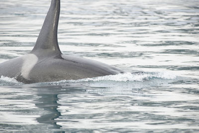 Killer whale swimming in sea